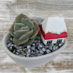 Rose Succulent In Heart Shape Pot